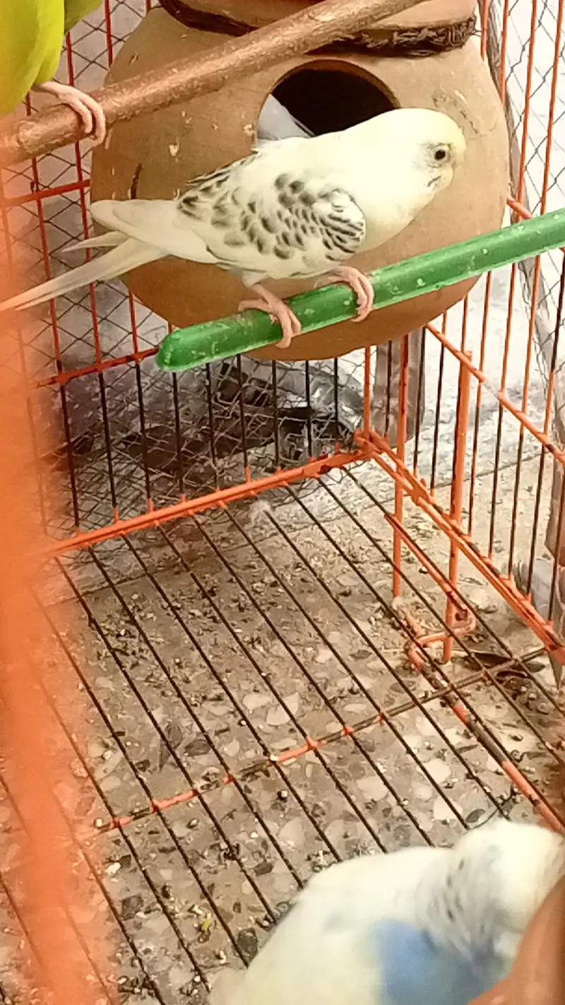 4 birds all active — photo 3