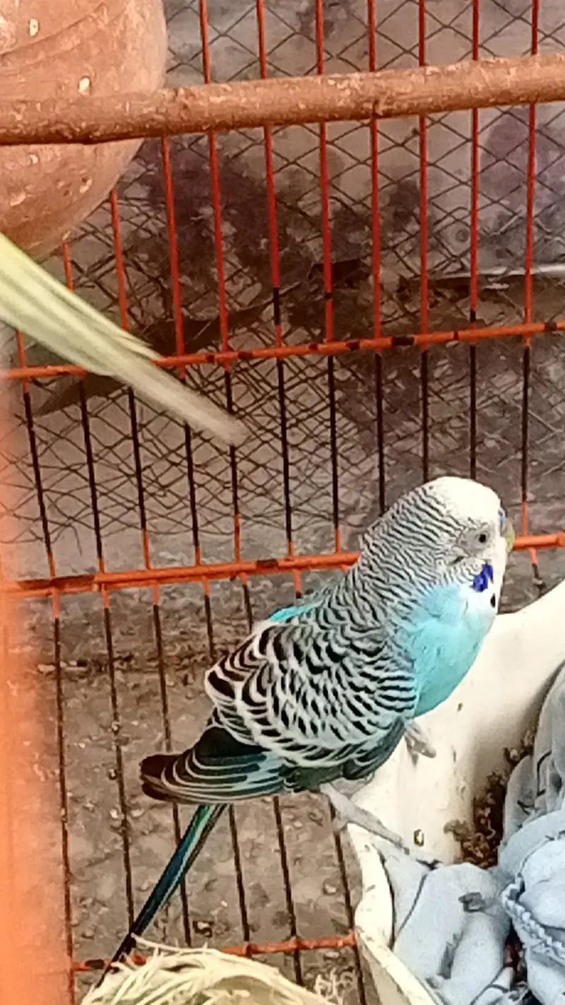 4 birds all active — photo 4