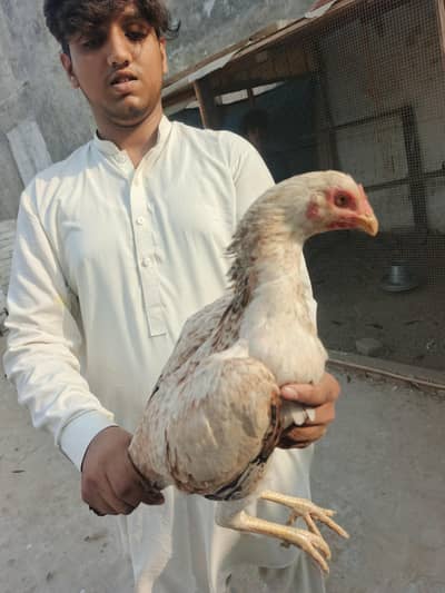 aseel mianwali 6months old