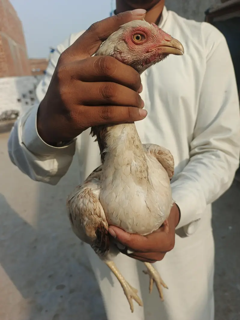 aseel mianwali 6months old — photo 2