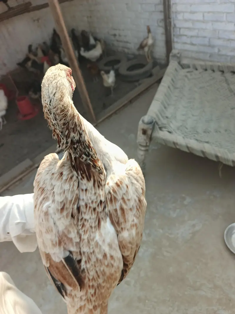 aseel mianwali 6months old — photo 3