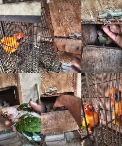 Sunconure Chicks for Handfeed - 3 chicks