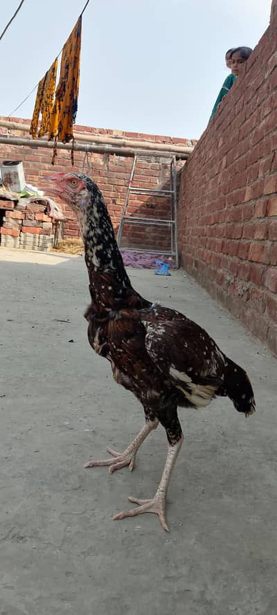 urgent sale aseel