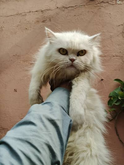 semi punch cat available