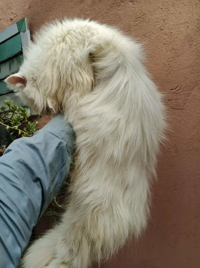 semi punch cat available — photo 2