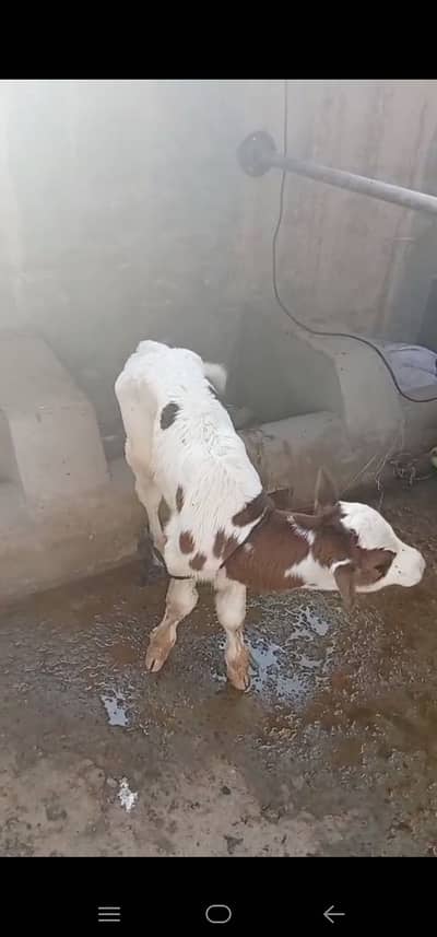 Breed / Bloodline: Holstein Friesian (HF) Pure Friesian