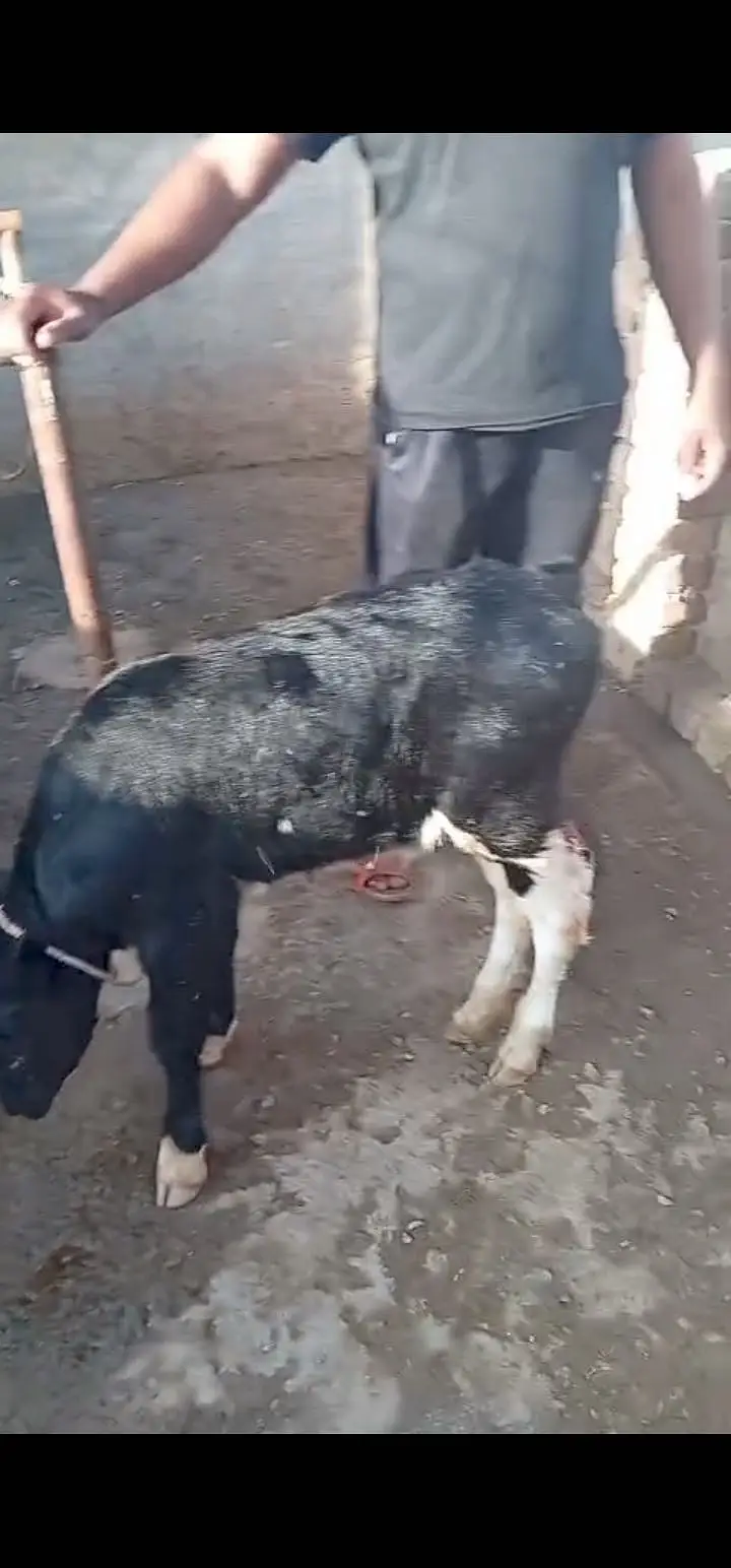 Breed / Bloodline: Holstein Friesian (HF) Pure Friesian — photo 2