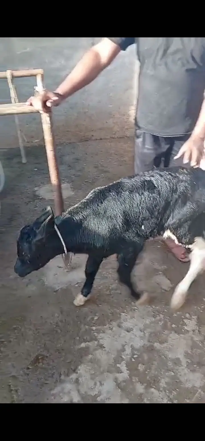 Breed / Bloodline: Holstein Friesian (HF) Pure Friesian — photo 4