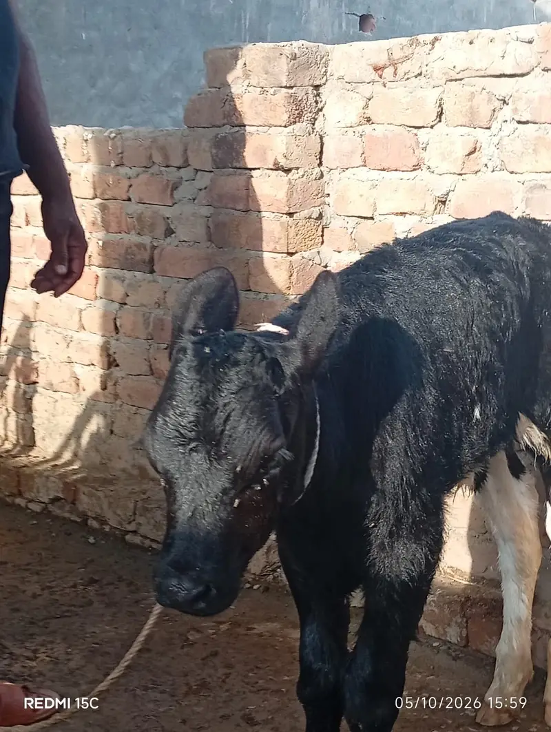 Breed / Bloodline: Holstein Friesian (HF) Pure Friesian — photo 5