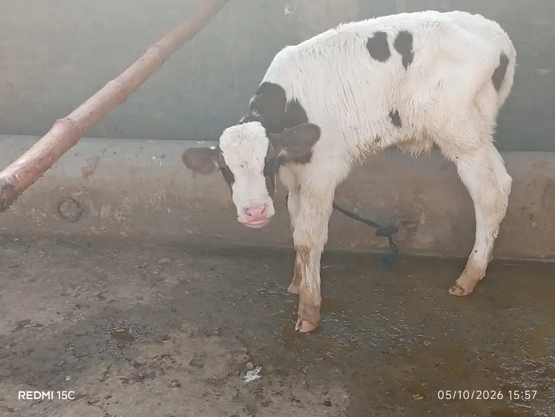 Breed / Bloodline: Holstein Friesian (HF) Pure Friesian — photo 6