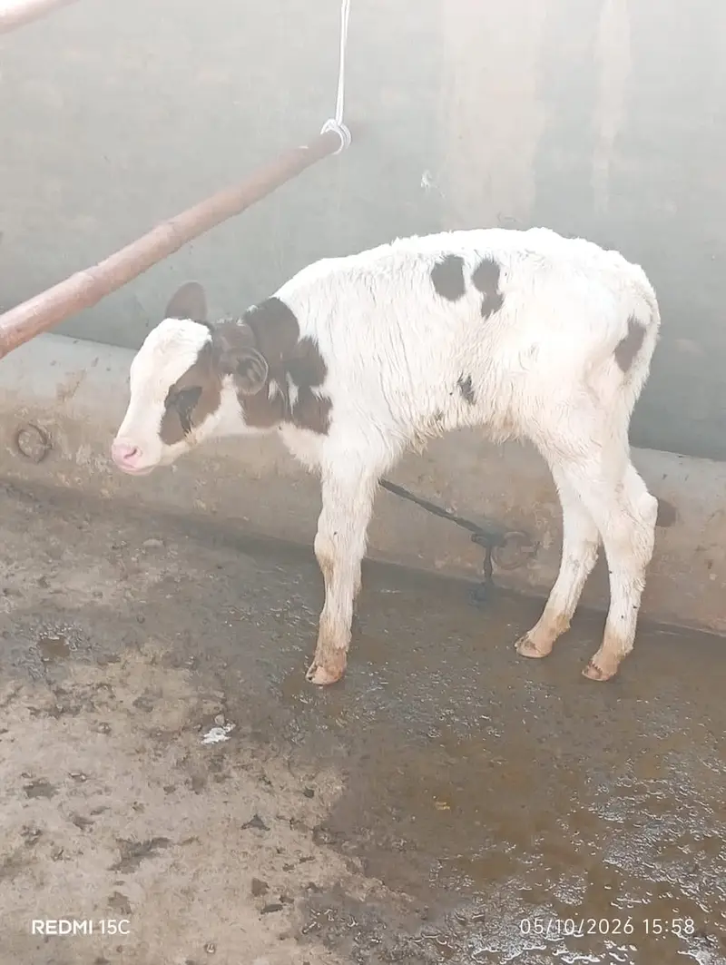 Breed / Bloodline: Holstein Friesian (HF) Pure Friesian — photo 7