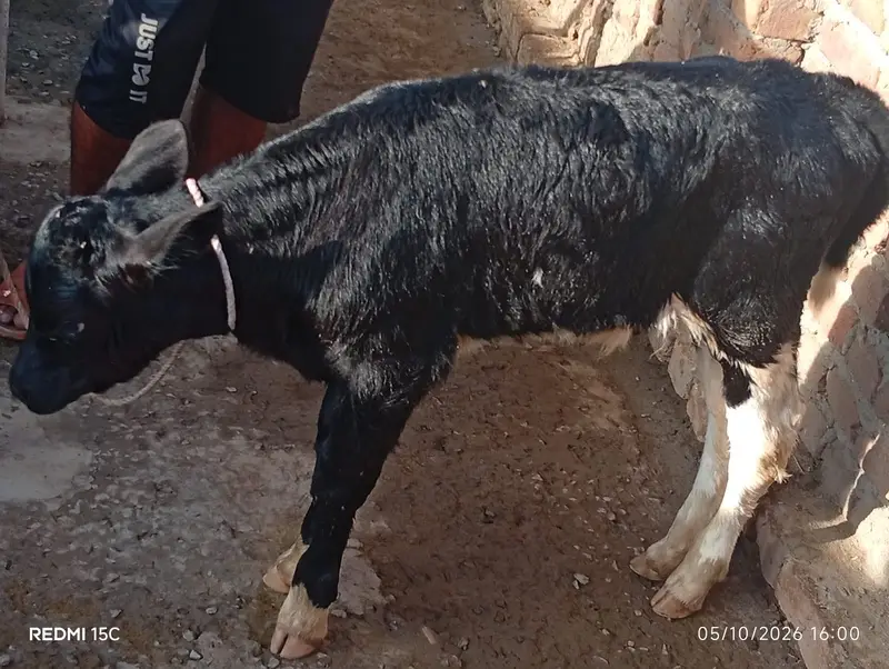 Breed / Bloodline: Holstein Friesian (HF) Pure Friesian — photo 8