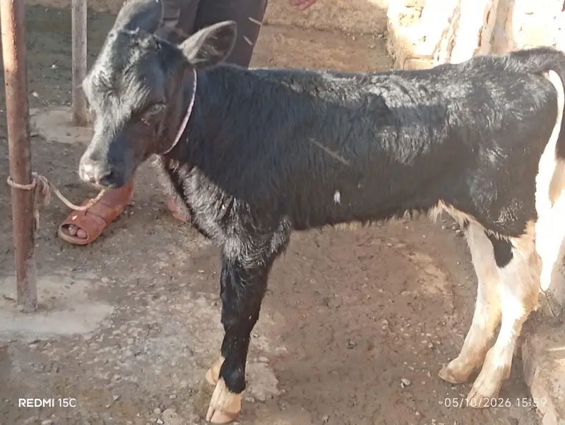 Breed / Bloodline: Holstein Friesian (HF) Pure Friesian — photo 9