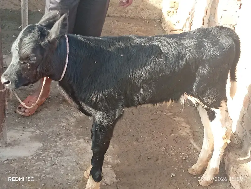 Breed / Bloodline: Holstein Friesian (HF) Pure Friesian — photo 10
