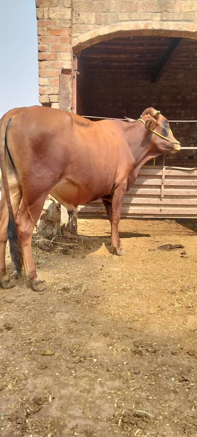 RED COLOR CROSS BULL