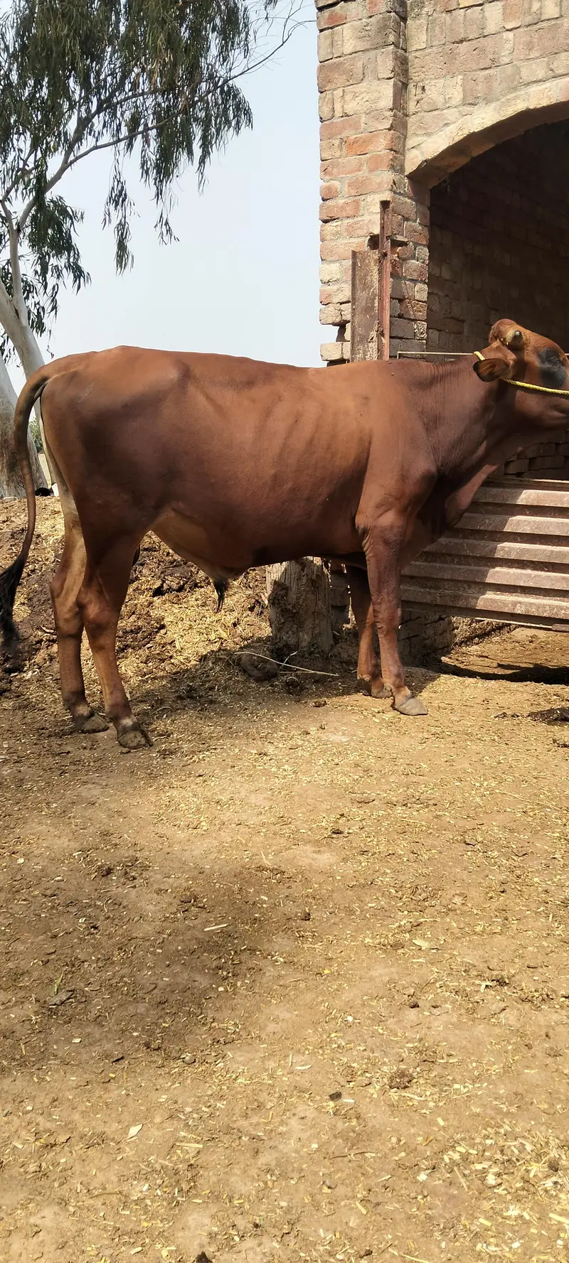 RED COLOR CROSS BULL — photo 2
