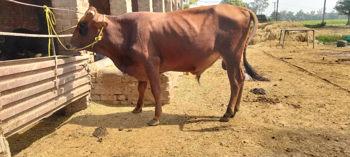 RED COLOR CROSS BULL — photo 4