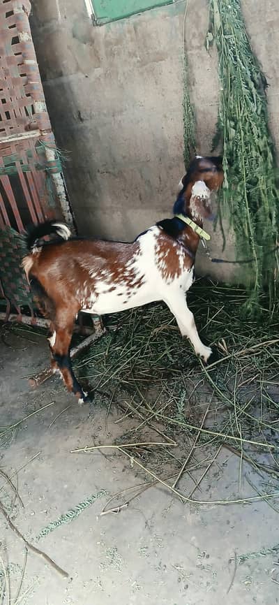 barbari teddy cross breed