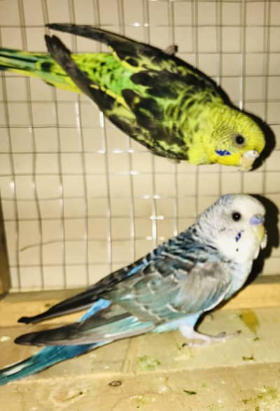 Black wing Pair