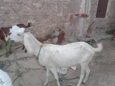 Gaban bakri urgent sale