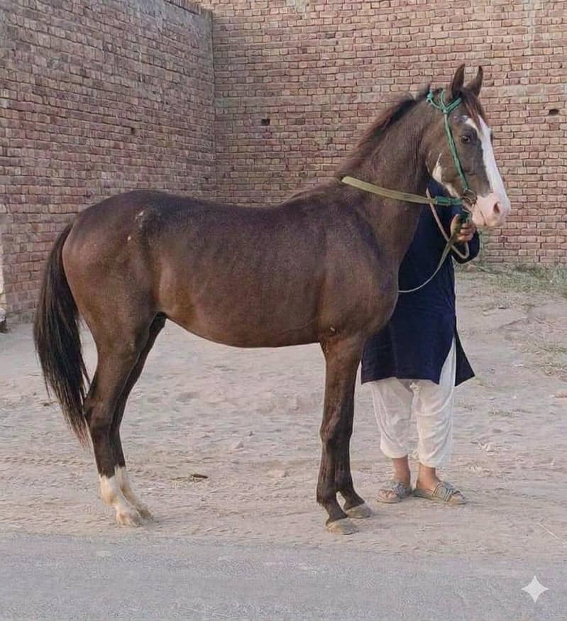 پیور دیسی وچھیرہ 0