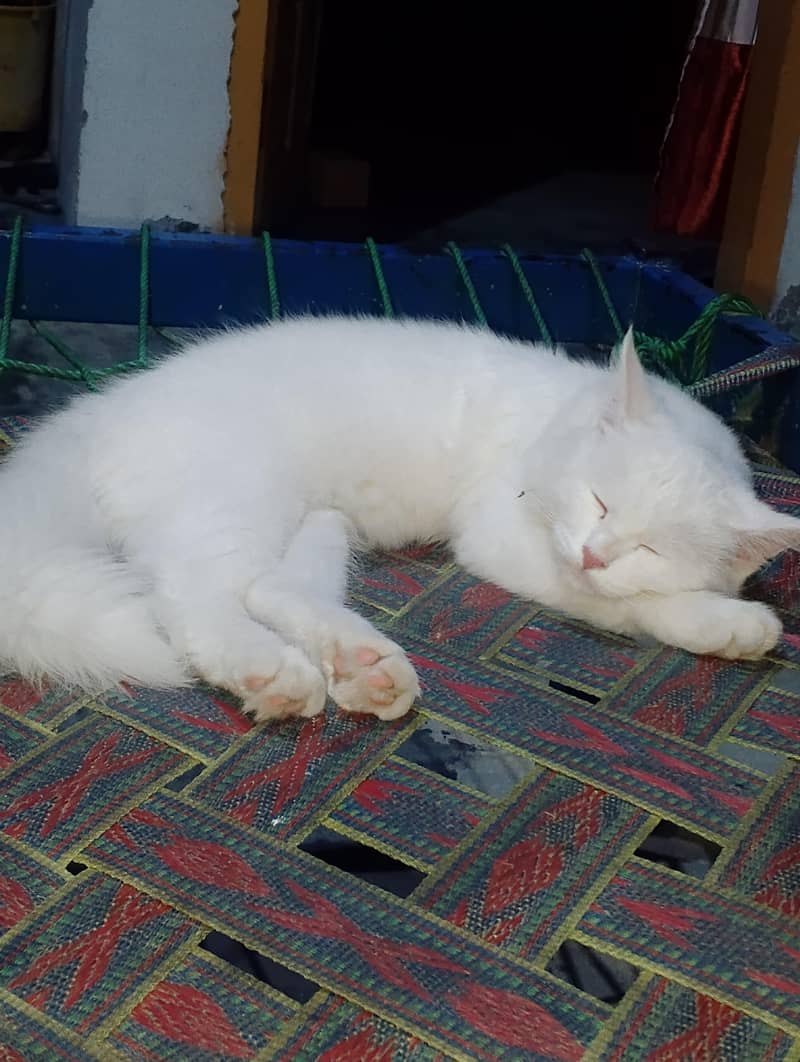 Bella 0