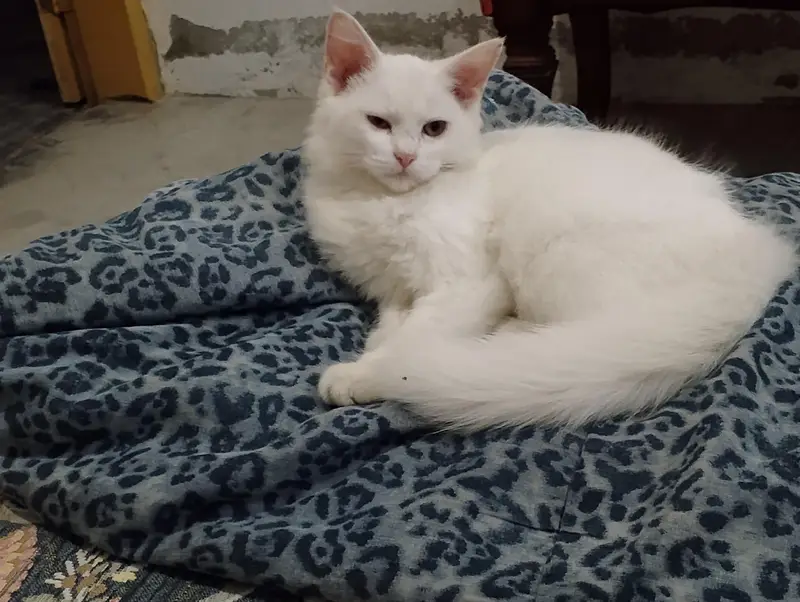 Bella — photo 2