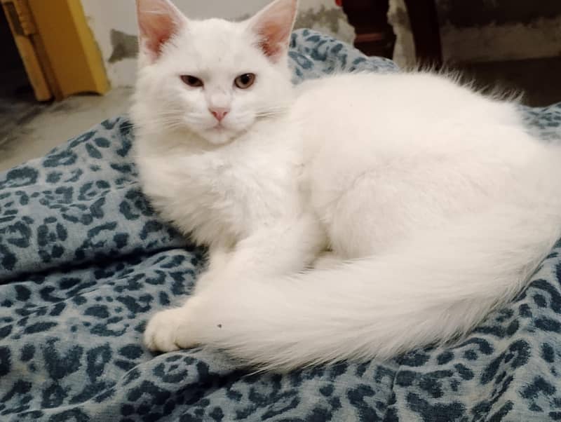 Bella 2