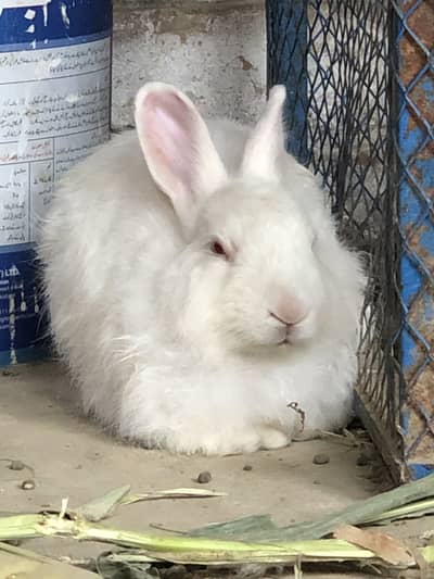 Angora Breeder pair for sale