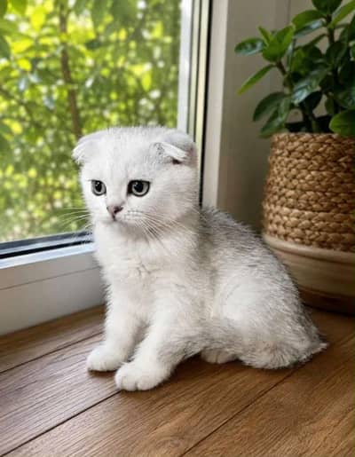 Scotish Fold Female Available