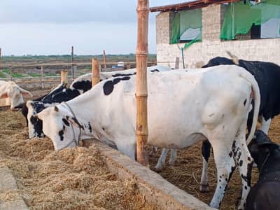 cows 19 janwar hen sub for sale