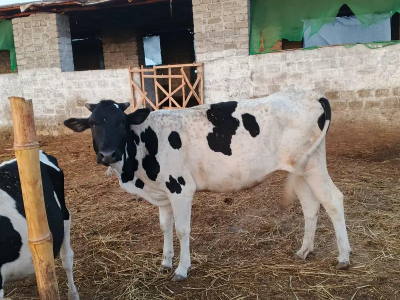 cows 19 janwar hen sub for sale — photo 2