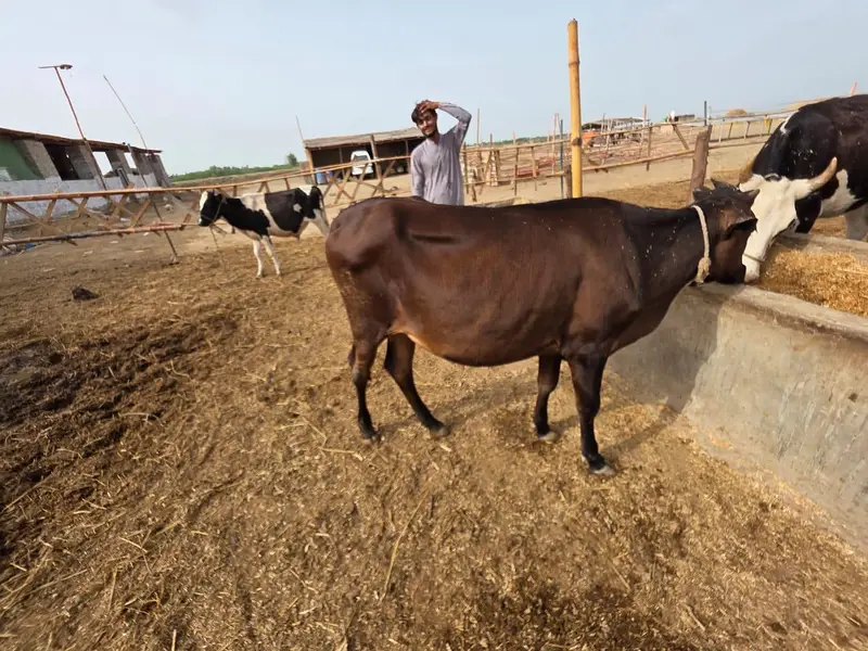 cows 19 janwar hen sub for sale — photo 5