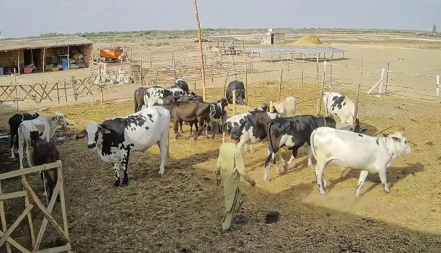 cows 19 janwar hen sub for sale — photo 6