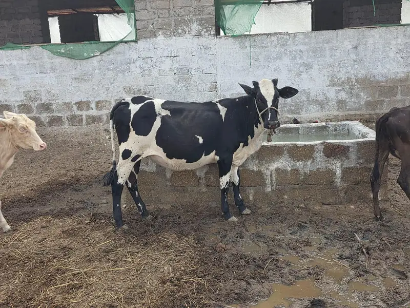 cows 19 janwar hen sub for sale — photo 8