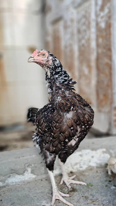 Aseel hen fully healthy or active best for Breeding!!