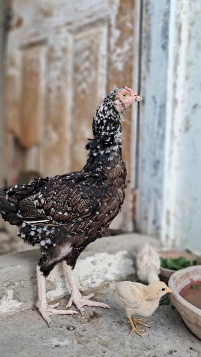 Aseel chenni hen fully healthy or active best for Breeding!!