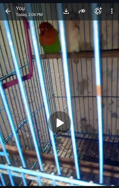 love birds luttino opaline cerimino opaline working pair