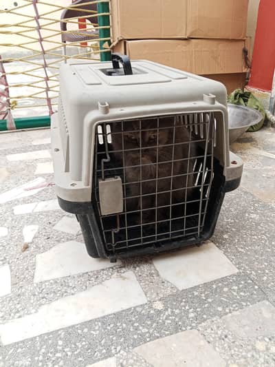 cat for sale