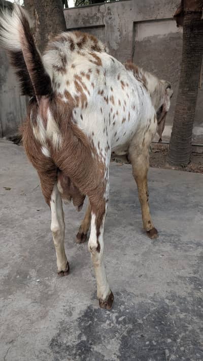 Bakra Makhi Cheeni Beautiful in height / Goat male breeder