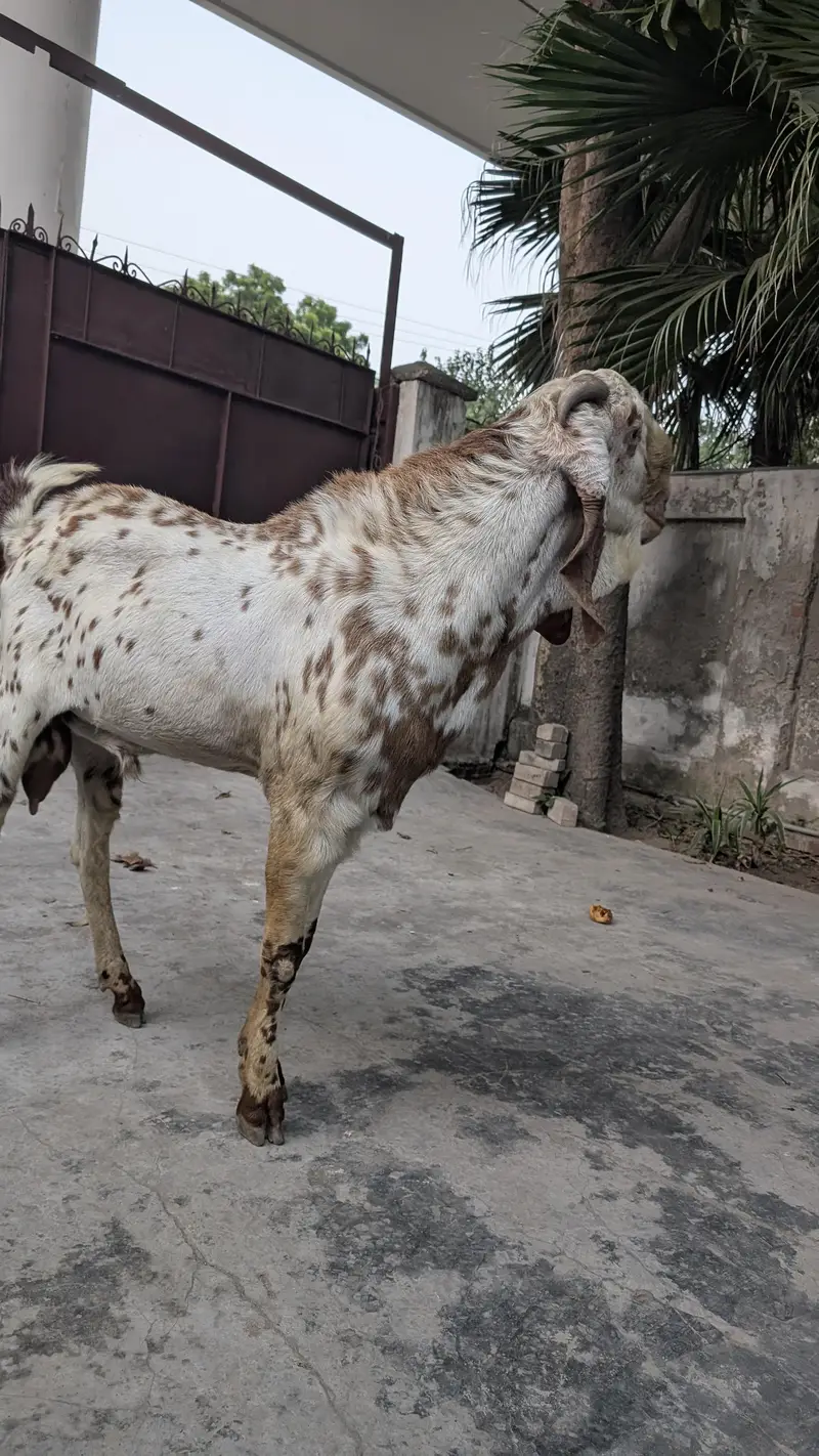 Bakra Makhi Cheeni Beautiful in height / Goat male breeder — photo 2