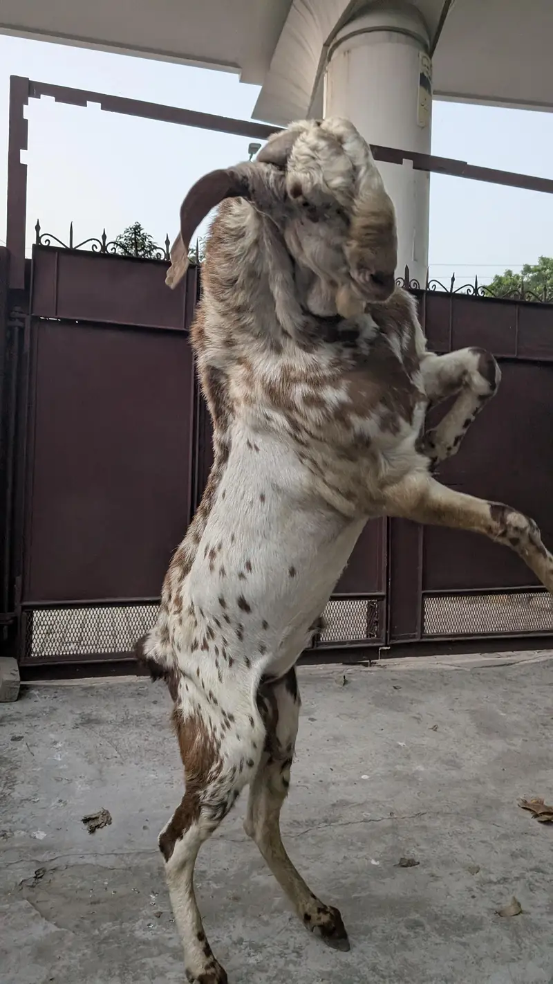 Bakra Makhi Cheeni Beautiful in height / Goat male breeder — photo 4