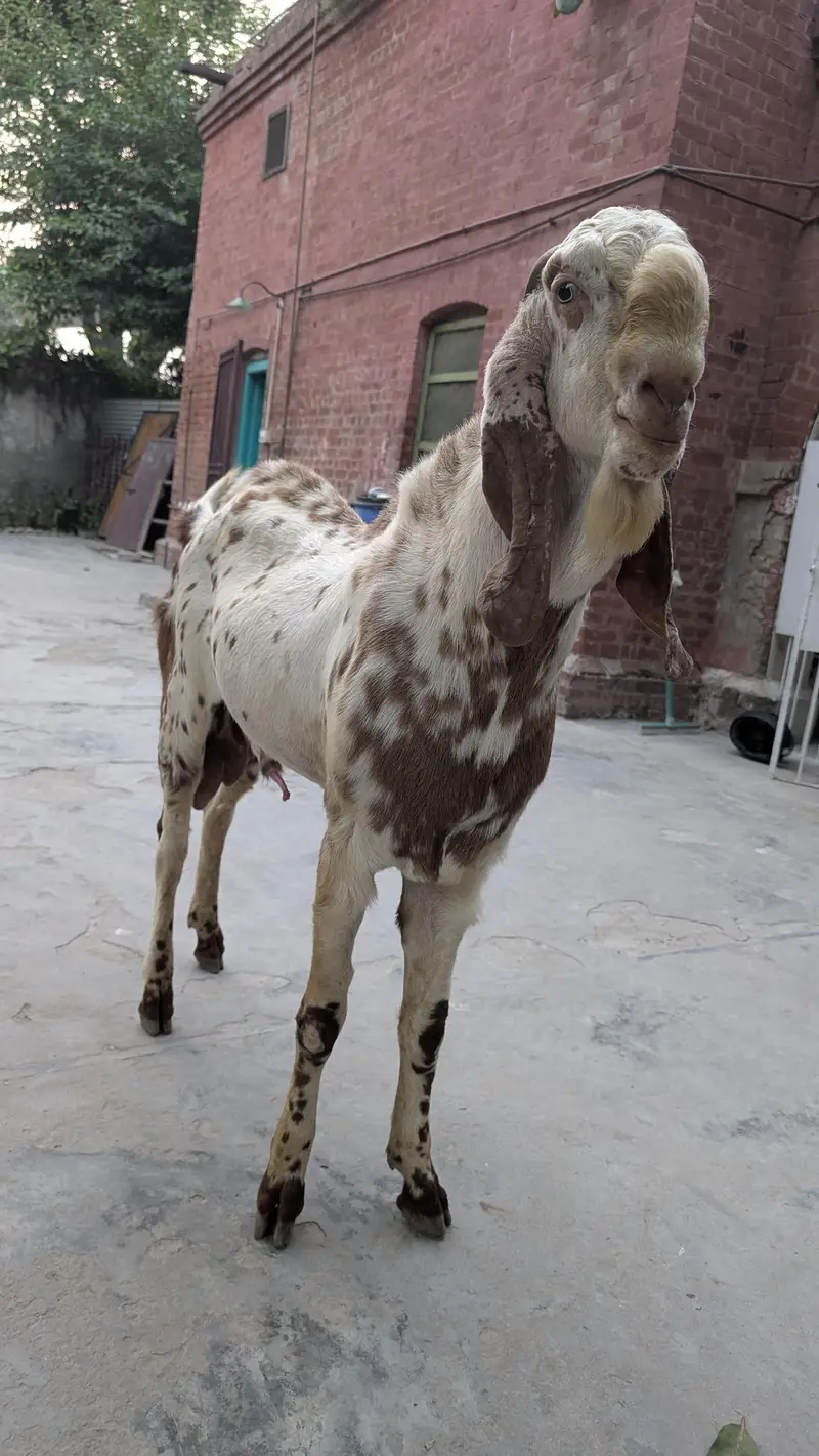 Bakra Makhi Cheeni Beautiful in height / Goat male breeder — photo 6