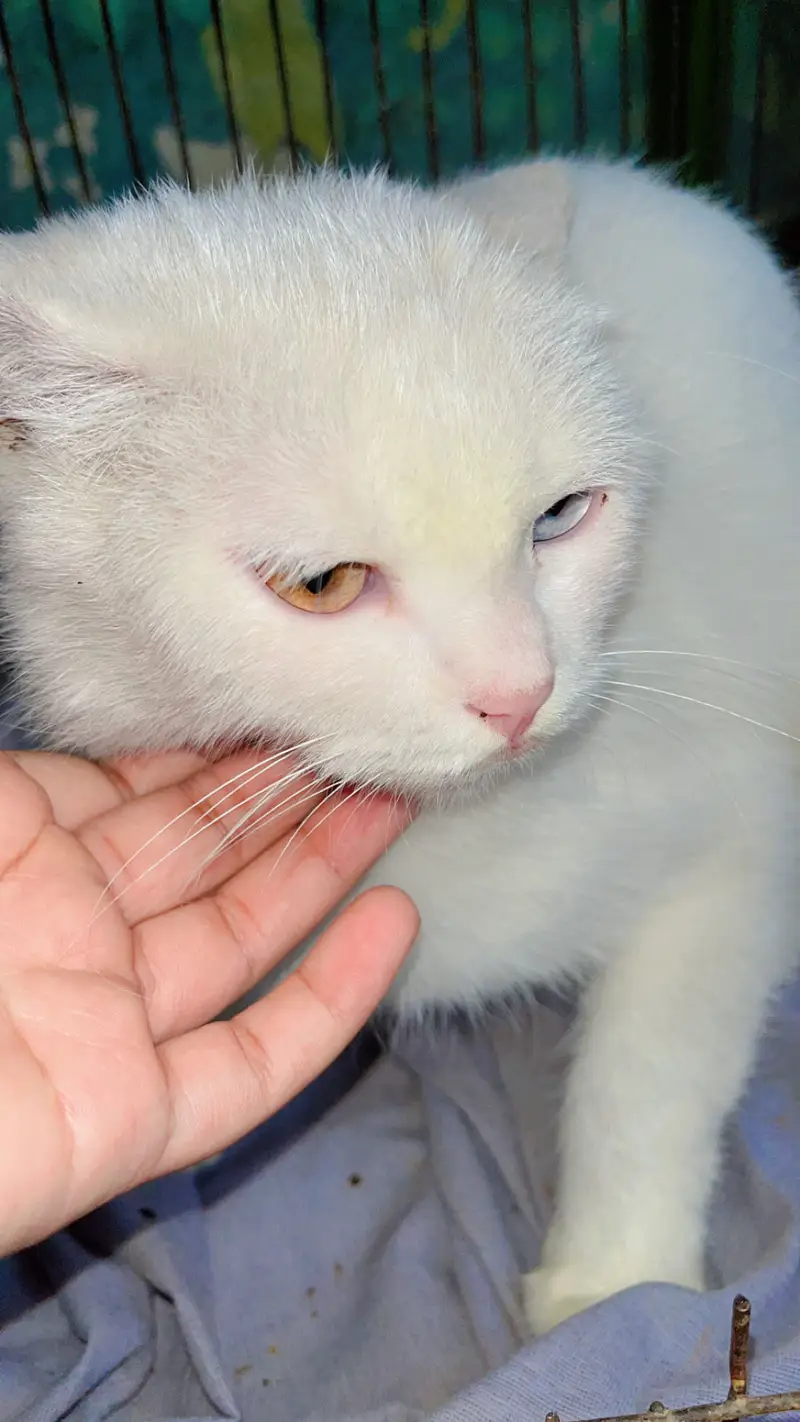 Cat with Two Kittens — photo 2