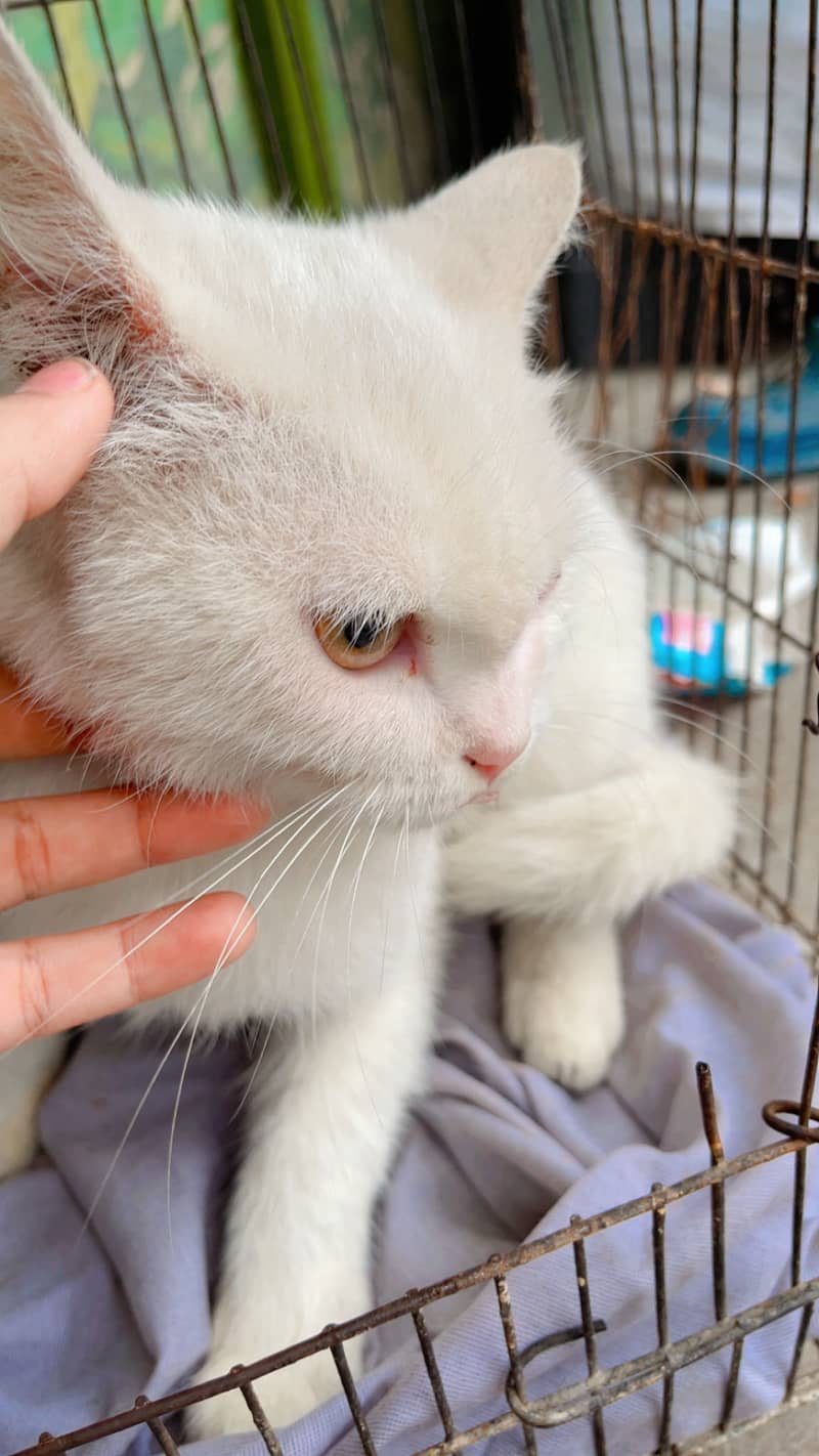 Cat with Two Kittens 2