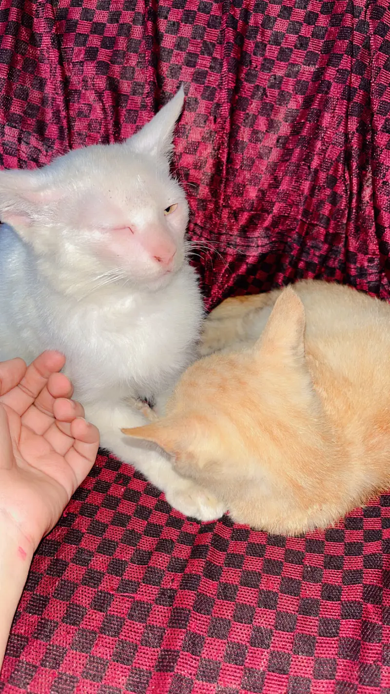 Cat with Two Kittens — photo 4