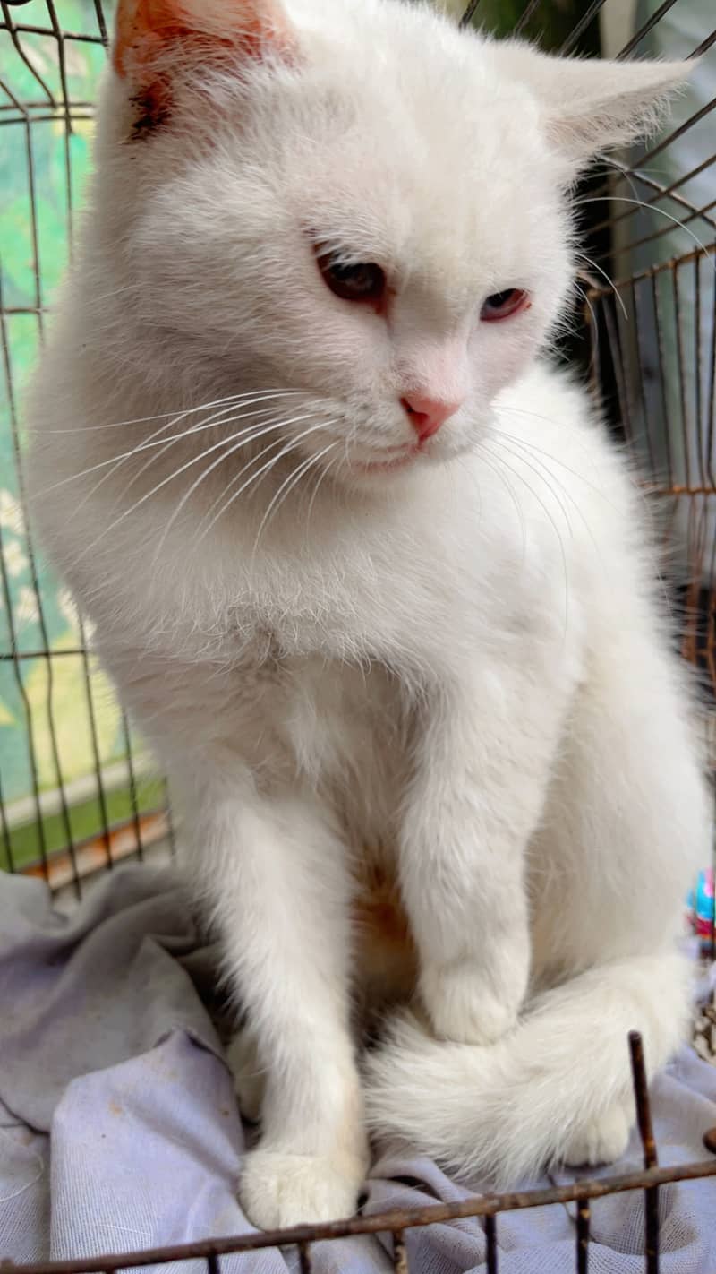 Cat with Two Kittens 4