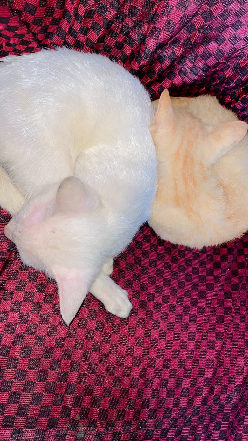 Cat with Two Kittens 6