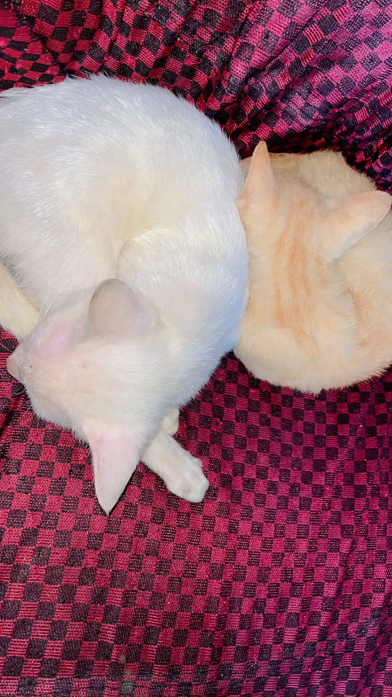 Cat with Two Kittens — photo 7