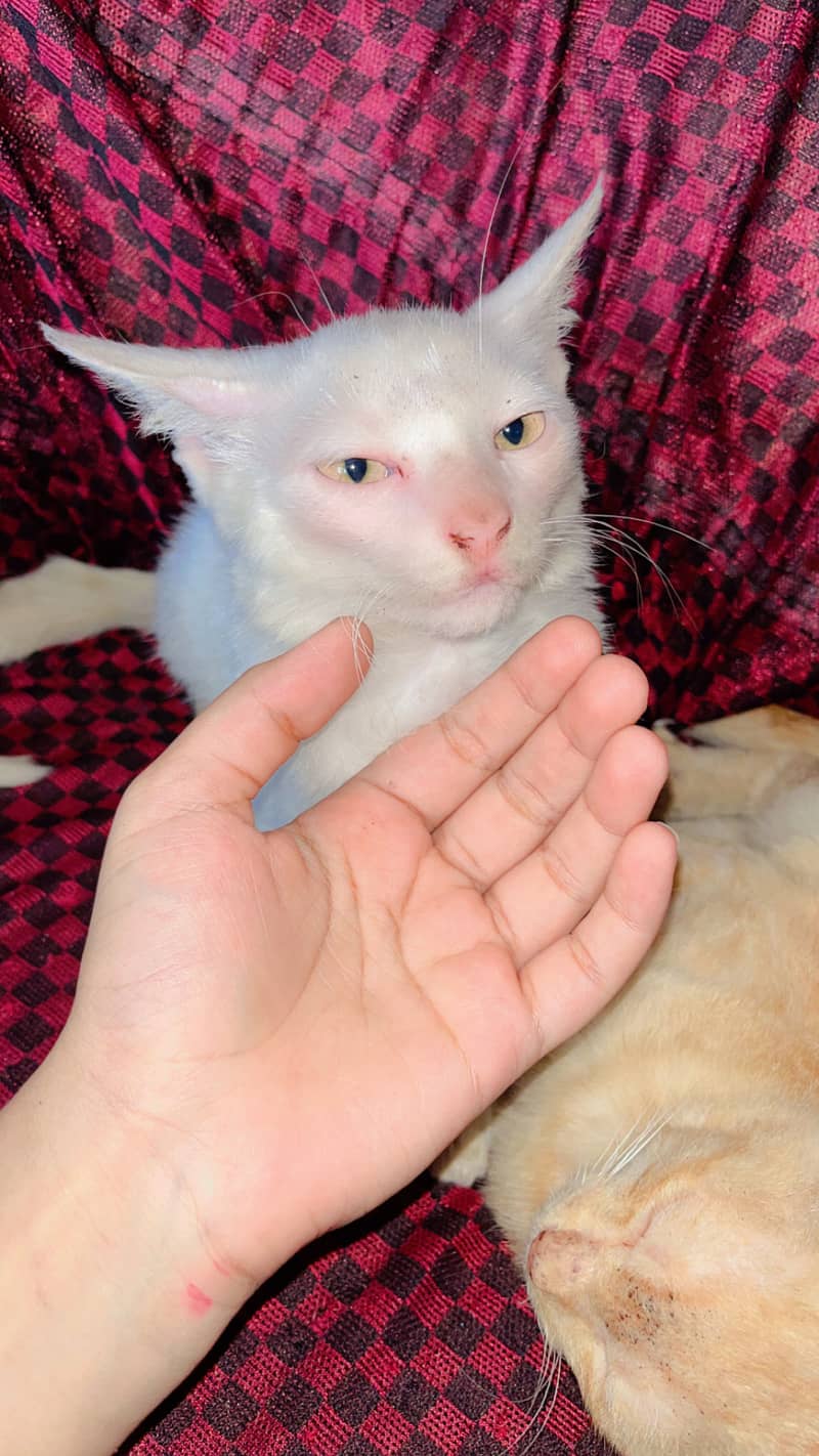 Cat with Two Kittens 8